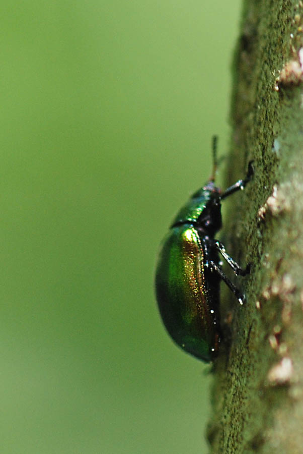 Plagiosterna (= Linaeidea) aenea (Chrysomelidae)